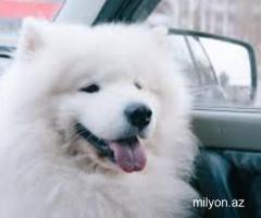 Samoyed